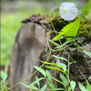 Meet your Posher, Brandii